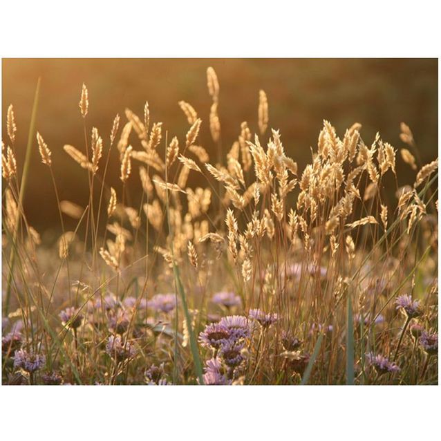 Kuvatapetti Artgeist Awakening ceral field eri kokoja