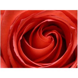 Kuvatapetti Artgeist Awakening of the Rose eri kokoja