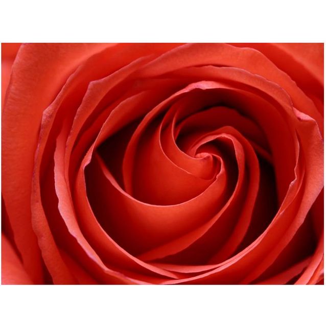 Kuvatapetti Artgeist Awakening of the Rose eri kokoja