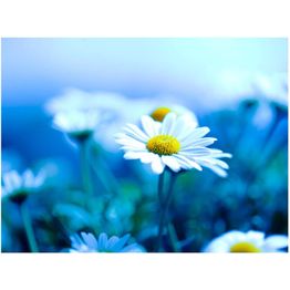 Kuvatapetti Artgeist Sininen niitty eri kokoja