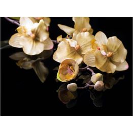 Kuvatapetti Artgeist Orchids in ecru color eri kokoja