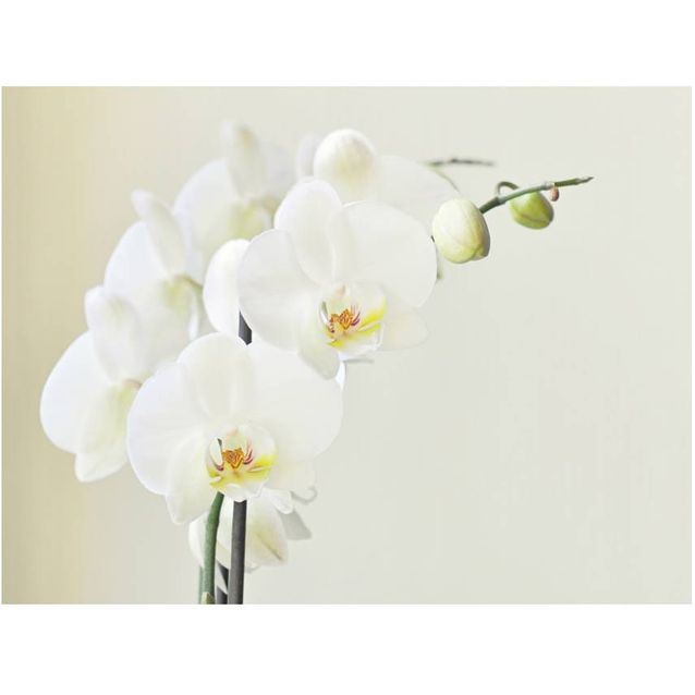 Kuvatapetti Artgeist Valkoinen orkidea eri kokoja