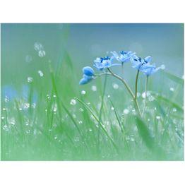 Kuvatapetti Artgeist Niitty aamunkoitteessa eri kokoja