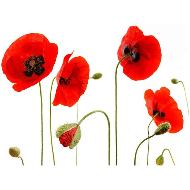 Kuvatapetti Artgeist Punainen unikko eri kokoja