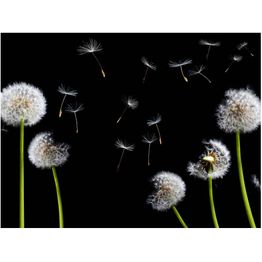 Kuvatapetti Artgeist Voikukat tuulessa eri kokoja