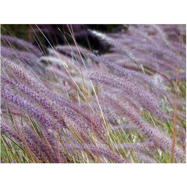 Kuvatapetti Artgeist Vihreä kenttä ja violetit kukat eri kokoja