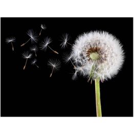 Kuvatapetti Artgeist Wind and dandelion eri kokoja