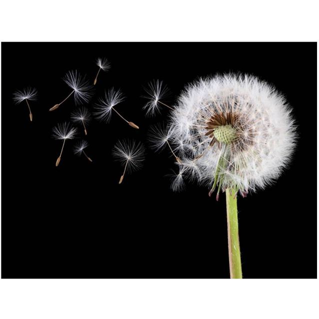 Kuvatapetti Artgeist Wind and dandelion eri kokoja