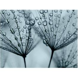 Kuvatapetti Artgeist Turkoosi voikukka eri kokoja