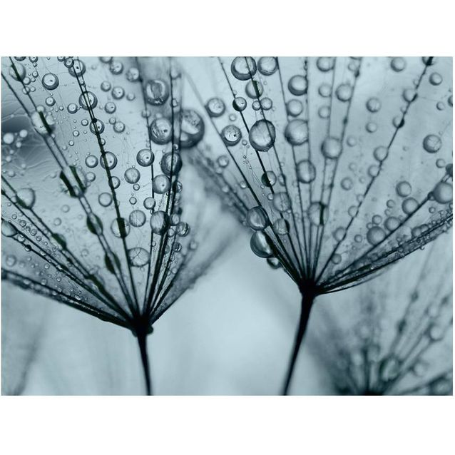 Kuvatapetti Artgeist Turkoosi voikukka eri kokoja