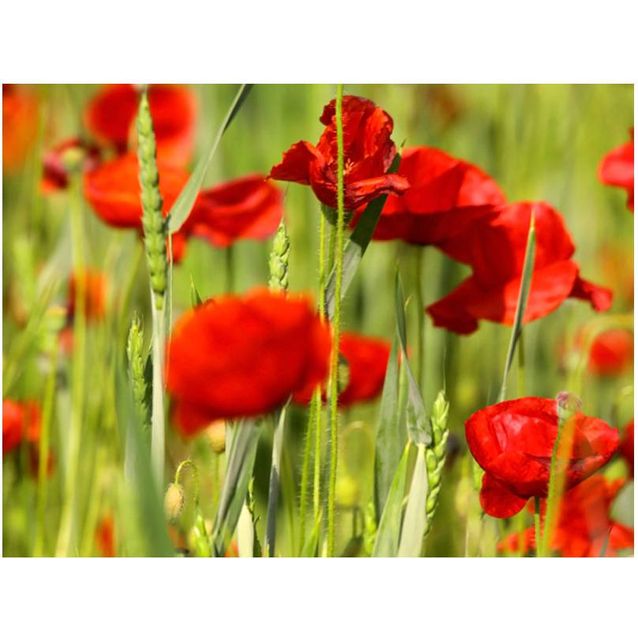 Kuvatapetti Artgeist Viljakasvit eri kokoja