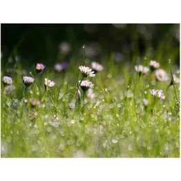 Kuvatapetti Artgeist Aamukastetta eri kokoja