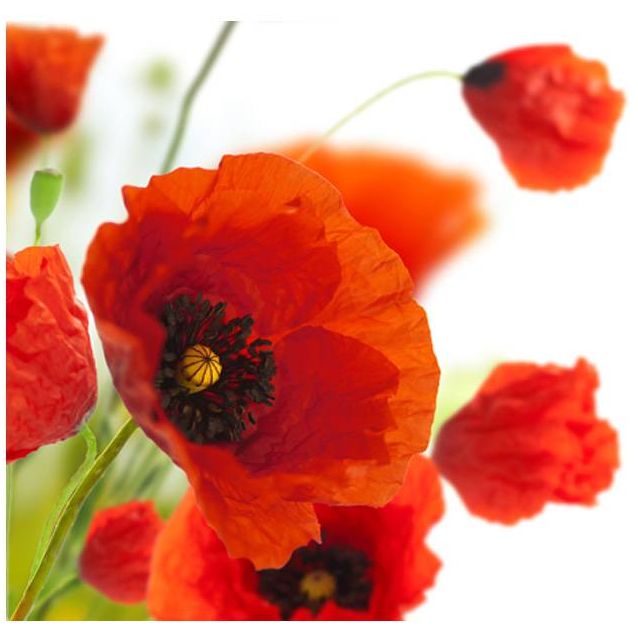 Kuvatapetti Artgeist Poppies on the wihite background eri kokoja