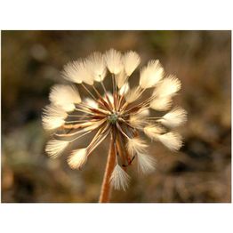 Kuvatapetti Artgeist Kesäaika eri kokoja