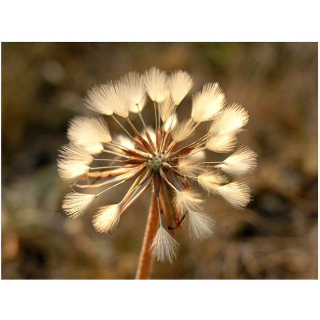 Kuvatapetti Artgeist Kesäaika eri kokoja