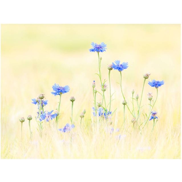 Kuvatapetti Artgeist Ruiskukat eri kokoja