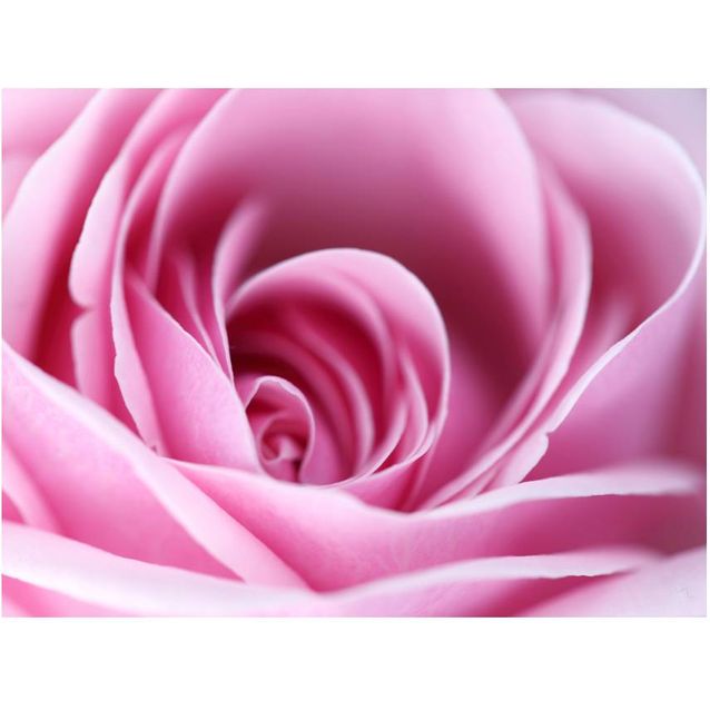 Kuvatapetti Artgeist Vaaleanpunainen ruusu eri kokoja