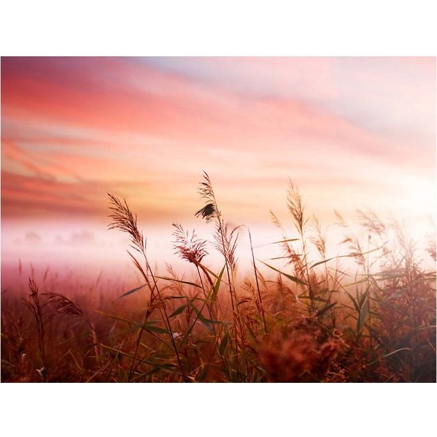 Kuvatapetti Artgeist Aamu niitty eri kokoja