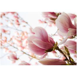 Kuvatapetti Artgeist Pink Magnolia eri kokoja
