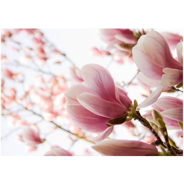 Kuvatapetti Artgeist Pink Magnolia eri kokoja