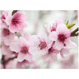 Kuvatapetti Artgeist Kevät: kukinta eri kokoja