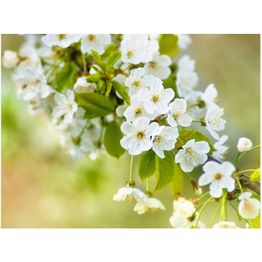 Kuvatapetti Artgeist Kaunis herkkä kirsikankukka eri kokoja