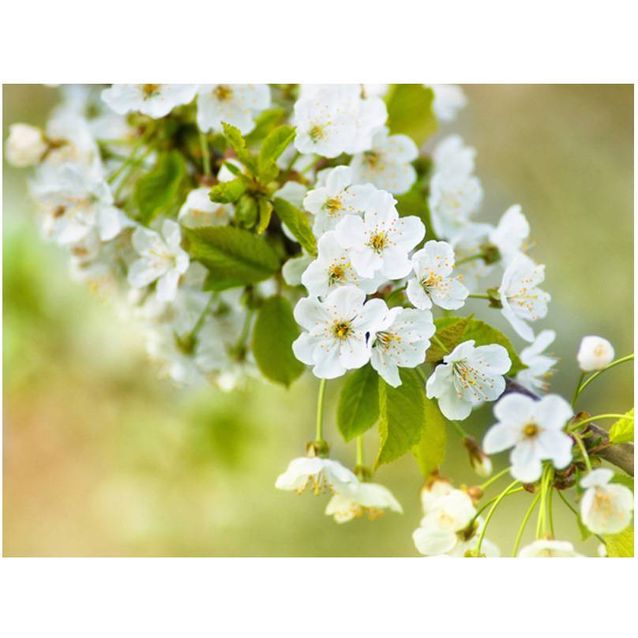 Kuvatapetti Artgeist Kaunis herkkä kirsikankukka eri kokoja