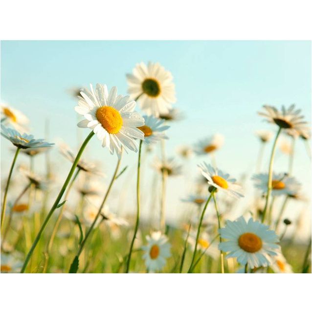 Kuvatapetti Artgeist Kevätniitty eri kokoja