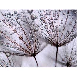 Kuvatapetti Artgeist Voikukka ja aamukastetta eri kokoja