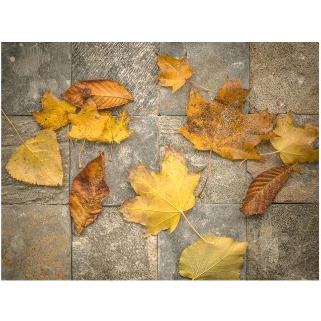 Kuvatapetti Artgeist Syksyllä eri kokoja