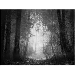 Metsätapetti Artgeist Forest of Shadows, eri kokoja