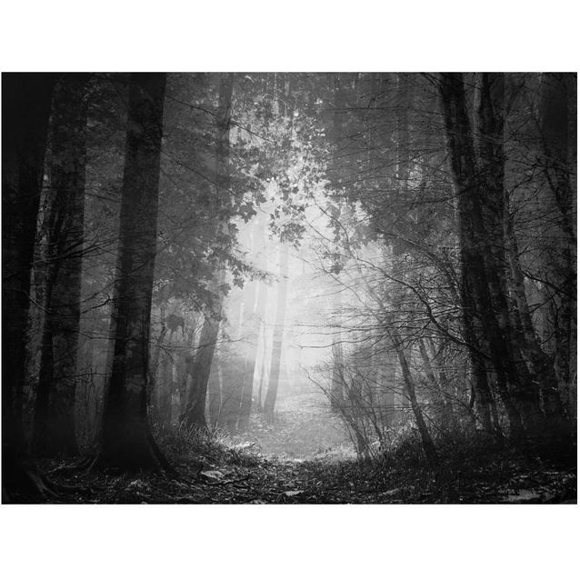 Kuvatapetti Artgeist Forest of Shadows eri kokoja