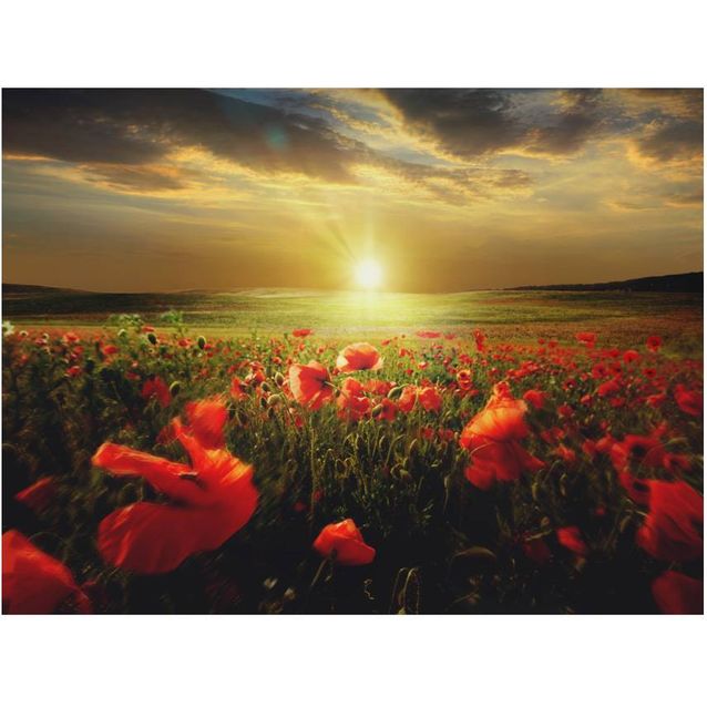 Kuvatapetti Artgeist Unikkoniitty aamulla eri kokoja