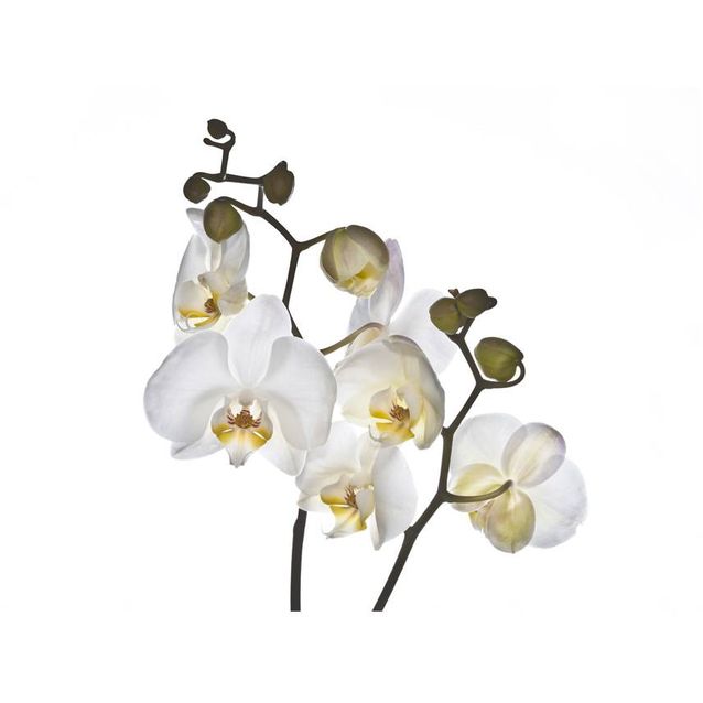 Kuvatapetti Artgeist Shyness eri kokoja