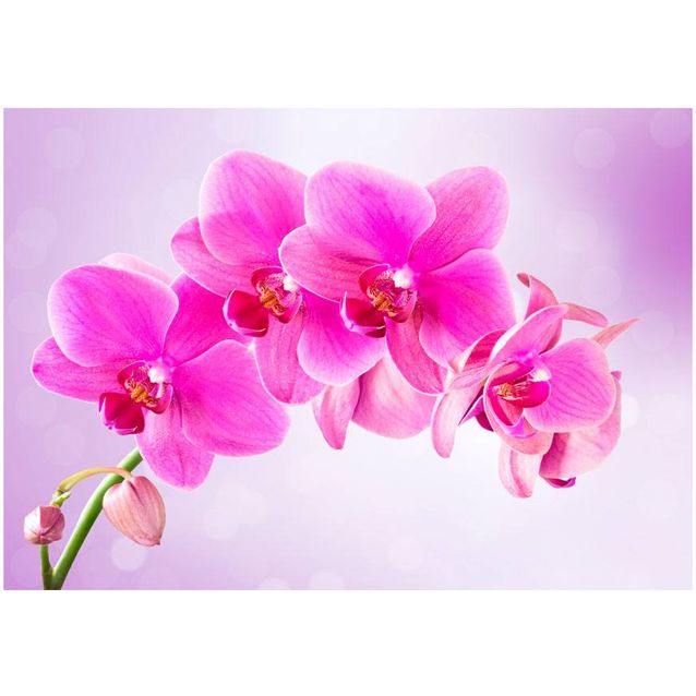 Kuvatapetti Artgeist Thoughtfulness eri kokoja