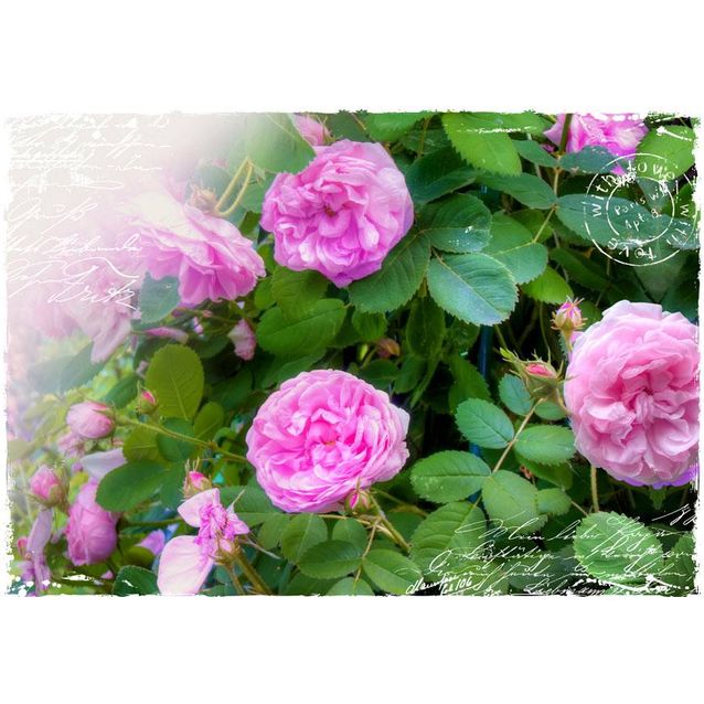 Kuvatapetti Artgeist Summer garden eri kokoja