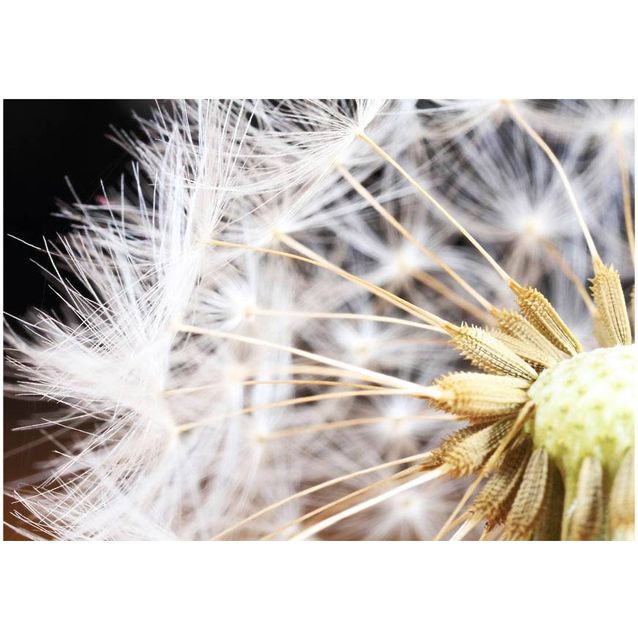 Kuvatapetti Artgeist Fluffy dandelion eri kokoja