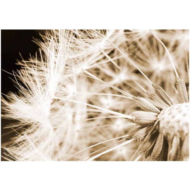 Kuvatapetti Artgeist Dandelion - sepia eri kokoja