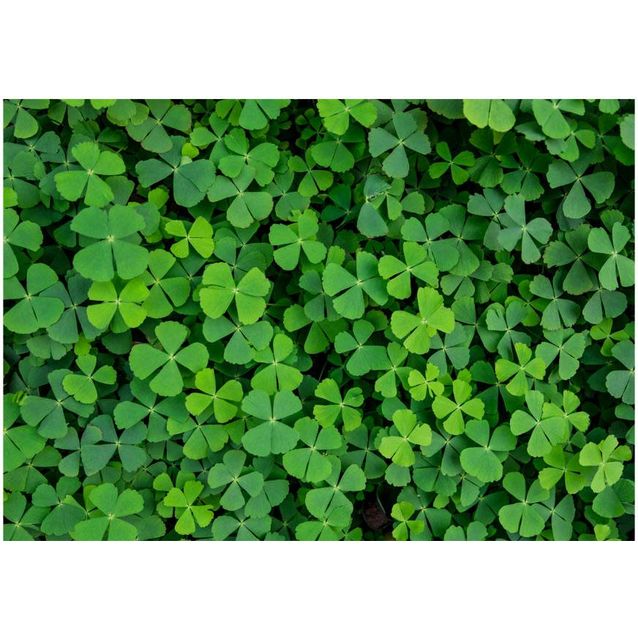 Kuvatapetti Artgeist Green Clover eri kokoja
