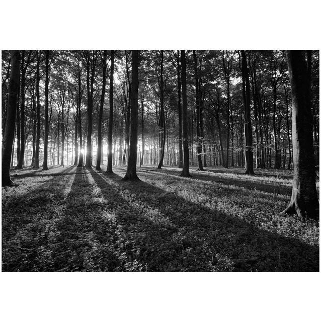 Kuvatapetti Artgeist The Light in the Forest eri kokoja