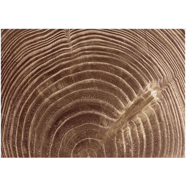 Kuvatapetti Artgeist Raw tree eri kokoja