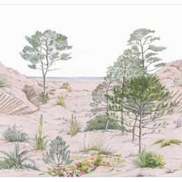 Kuvatapetti Caselio Sand Dune, eri kokoja