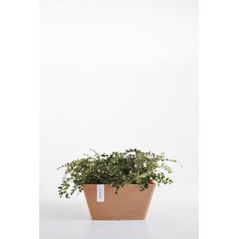 Kukkaruukku Ecopots Berliini terrakotta 25.5 X 25.5 X 12.8 cm
