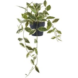 Tekokasvi House Nordic Hoya Carnosa, 33cm, vihreä