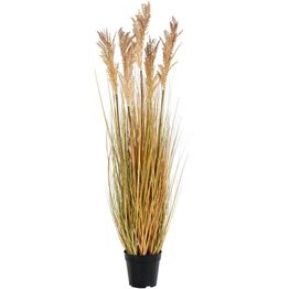 Tekokasvi House Nordic Sudaninruoho Sorghum Grass, 110cm, ruskea