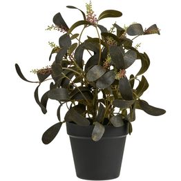 Tekokasvi House Nordic Skimmia, 35cm, vihreä