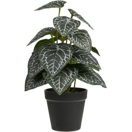 Tekokasvi House Nordic Alocasia, 33cm, vihreä