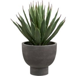 Kasvi House Nordic Agave, harmaa