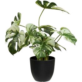 Kasvi House Nordic Monstera, vihreä