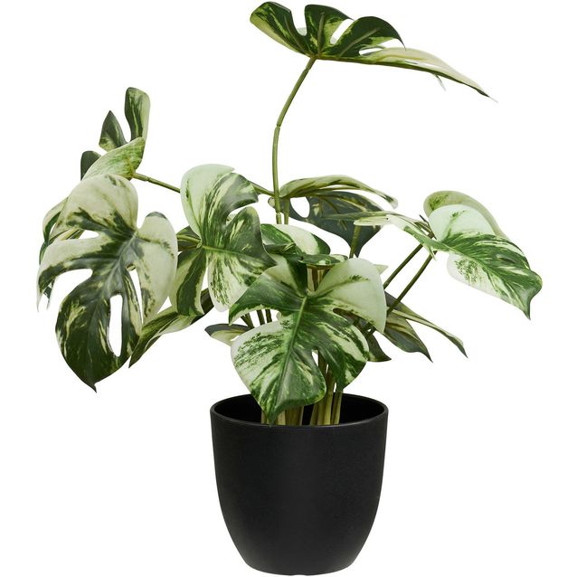 Kasvi House Nordic Monstera
